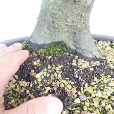 Venkovní bonsai - Habr obecný - Carpinus betulus - 5