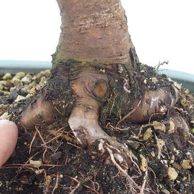Venkovní bonsai - Malus halliana -  Maloplodá jabloň - 5