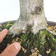 Venkovní bonsai - Habr obecný - Carpinus betulus - 5/5