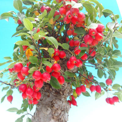 Venkovní bonsai -Malus halliana Maloplodá jabloň - 5