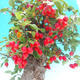Venkovní bonsai -Malus halliana Maloplodá jabloň - 5/7
