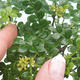 Pokojová bonsai - Zantoxylum piperitum - pepřovník PB2201107 - 5/5