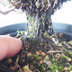 Venkovní bonsai - Saturejka horská - Satureja montana - 5/6