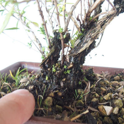 Venkovní bonsai - Saturejka horská - Satureja montana - 5