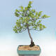 Venkovní bonsai - Malus sp. -  Maloplodá jabloň - 5/7