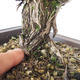 Venkovní bonsai - Saturejka horská - Satureja montana - 5/6
