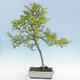 Venkovní bonsai - Malus sp. -  Maloplodá jabloň - 5/6