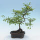Venkovní bonsai - Malus sp. -  Maloplodá jabloň - 5/7
