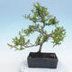 Venkovní bonsai - Malus sp. -  Maloplodá jabloň - 5/6