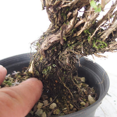 Venkovní bonsai - Saturejka horská - Satureja montana - 5
