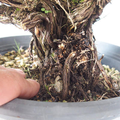 Vonkajšie bonsai - Saturejka horská - Satureja montana - 5