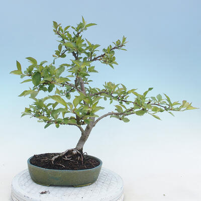 Venkovní bonsai - Malus sp. -  Maloplodá jabloň - 5