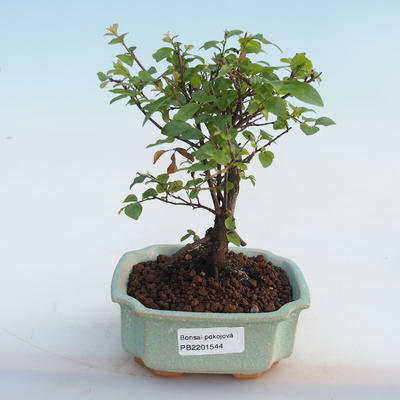 Pokojová bonsai - Sagerécie thea - Sagerécie thea - 5