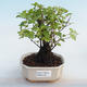 Pokojová bonsai - Sagerécie thea - Sagerécie thea - 5/5