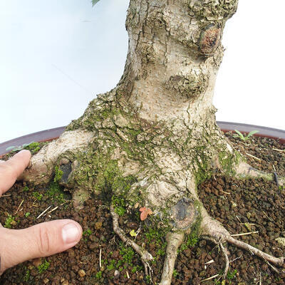 Venkovní bonsai - Acer campestre - Javor babyka - 5