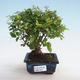 Pokojová bonsai - Sagerécie thea - Sagerécie thea - 5/5