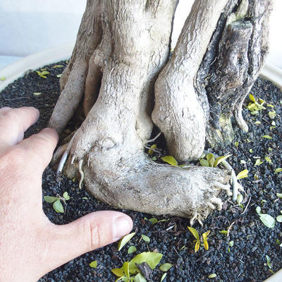 Pokojová bonsai - Duranta erecta aurea - 5