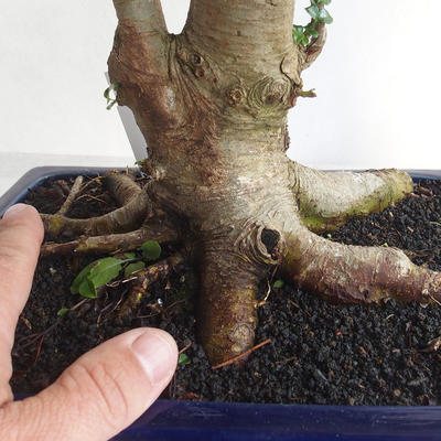 Pokojová bonsai - Fraxinus uhdeii - pokojový Jasan - 5