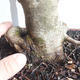 Pokojová bonsai - Fraxinus uhdeii - pokojový Jasan - 5/6