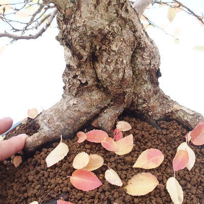 Venkovní bonsai -Carpinus Coreana - Habr korejský - 5