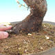 Venkovní bonsai -Japonská meruňka - Prunus Mume - 5/6