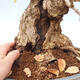 Venkovní bonsai -Carpinus Coreana - Habr korejský - 5/5