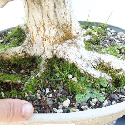 Venkovní bonsai -Carpinus CARPINOIDES - Habr korejský - 5