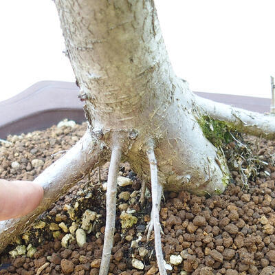 Venkovní bonsai - Hloh jednosemený - 5