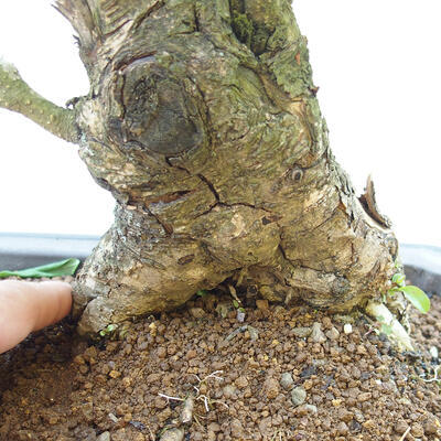 Venkovní bonsai - ptačí zob Ligustrum - 5