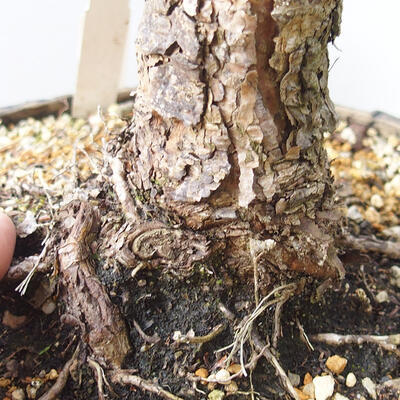 Venkovní bonsai - Pinus sylvestris Watereri  - Borovice lesní - 5