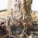 Venkovní bonsai - Pinus sylvestris Watereri  - Borovice lesní - 5/5