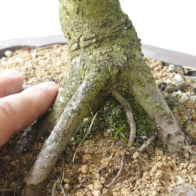 Venkovní bonsai Quercus - dub - 5