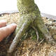 Venkovní bonsai Quercus - dub - 5/5
