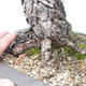 Venkovní bonsai - Pinus parviflora - borovice drobnokvětá - 5/5