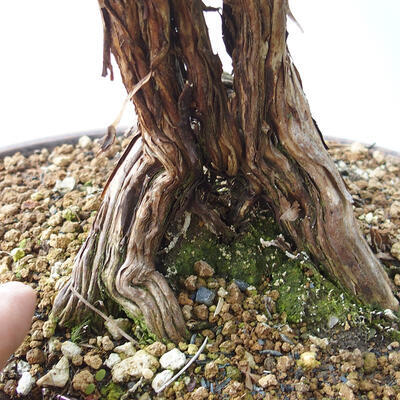 Venkovní bonsai-Mochna křovitá - potentila fruticosa žlutá - 5