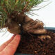 Venkovní bonsai - Pinus thunbergii - Borovice thunbergova - 5/5