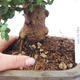 Pokojová bonsai - Olea europaea sylvestris -Oliva evropská drobnolistá - 5/7