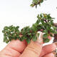Venkovní bonsai-Cotoneaster horizontalis - Skalník - 5/5