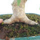 Acer palmatum  - Javor dlanitolistý - 5/5