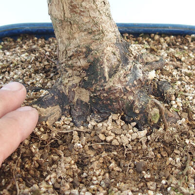 Acer palmatum  - Javor dlanitolistý - 5