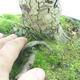 Venkovní bonsai - Hloh bílé květy - Crataegus laevigata - 5/6