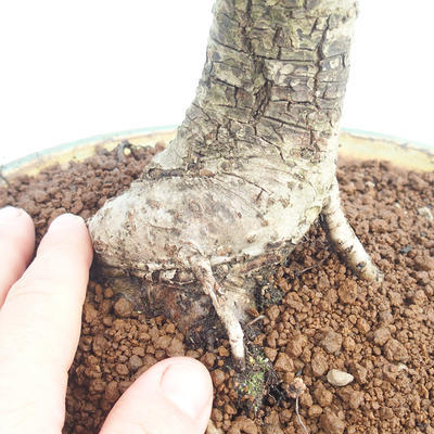 Venkovní bonsai Quercus - dub - 5