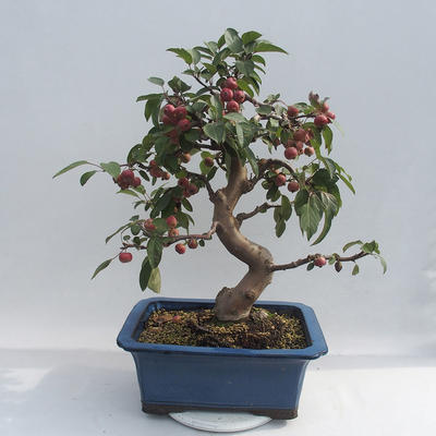 Venkovní bonsai - Malus halliana -  Maloplodá jabloň - 5
