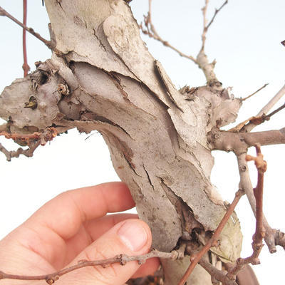 Venkovní bonsai Quercus - KIWI - actinidia - 5