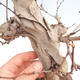 Venkovní bonsai Quercus - KIWI - actinidia - 5/5
