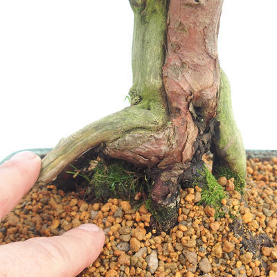 Venkovní bonsai - Taxus bacata  - Tis červený - 5