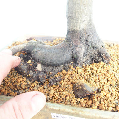 Venkovní bonsai -Carpinus  betulus - Habr obecný - 5