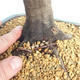 Venkovní bonsai -Carpinus  betulus - Habr obecný - 5/5