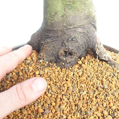 Venkovní bonsai -Carpinus  betulus - Habr obecný - 5