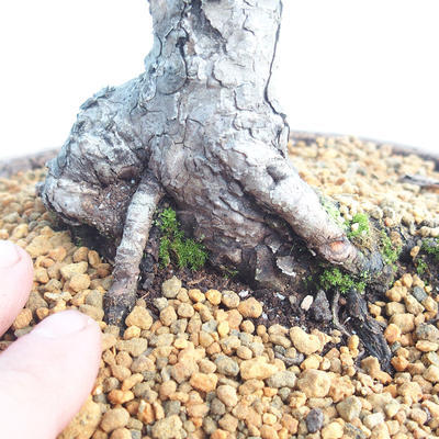 Venkovní bonsai - Pinus Mugo - Borovice kleč - 5